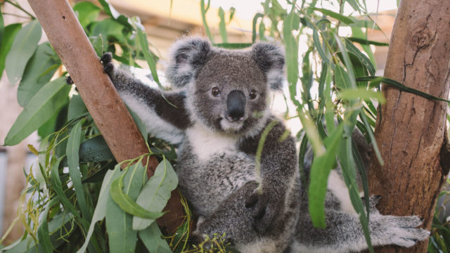 cute koala australia